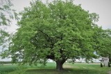 Konkurs Drzewo Roku 2021 – czekamy na zgłoszenia! Już po raz 11. Klub Gaja szuka niezwykłych drzew, które łączą ludzi i przyrodę