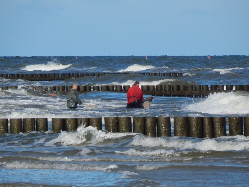 Zbieracze bursztynów na plaży w Ustce.