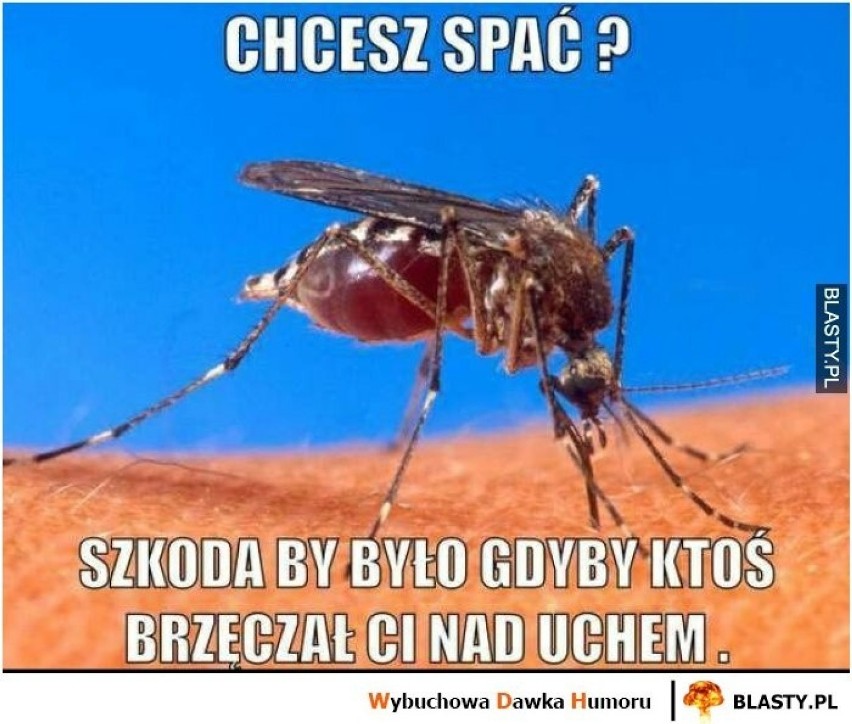 "Bzzzzz, śpisz? Z chęcią polatam Ci nad uchem!" Dzień Komara 2020 - czyli święto najbardziej irytujących owadów MEMY