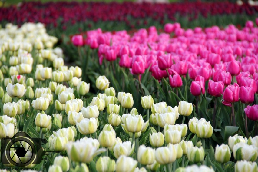 50 tysięcy tulipanów zakwitło w Ogrodzie Botanicznym