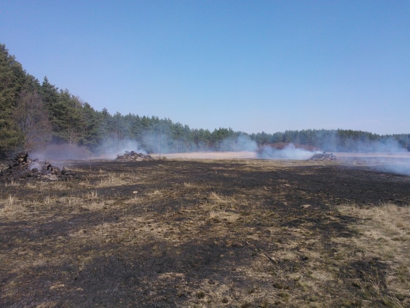Kwidzyn: Spłonęły trzy hektary lasu sosnowego na terenie leśnictwa Trzciano