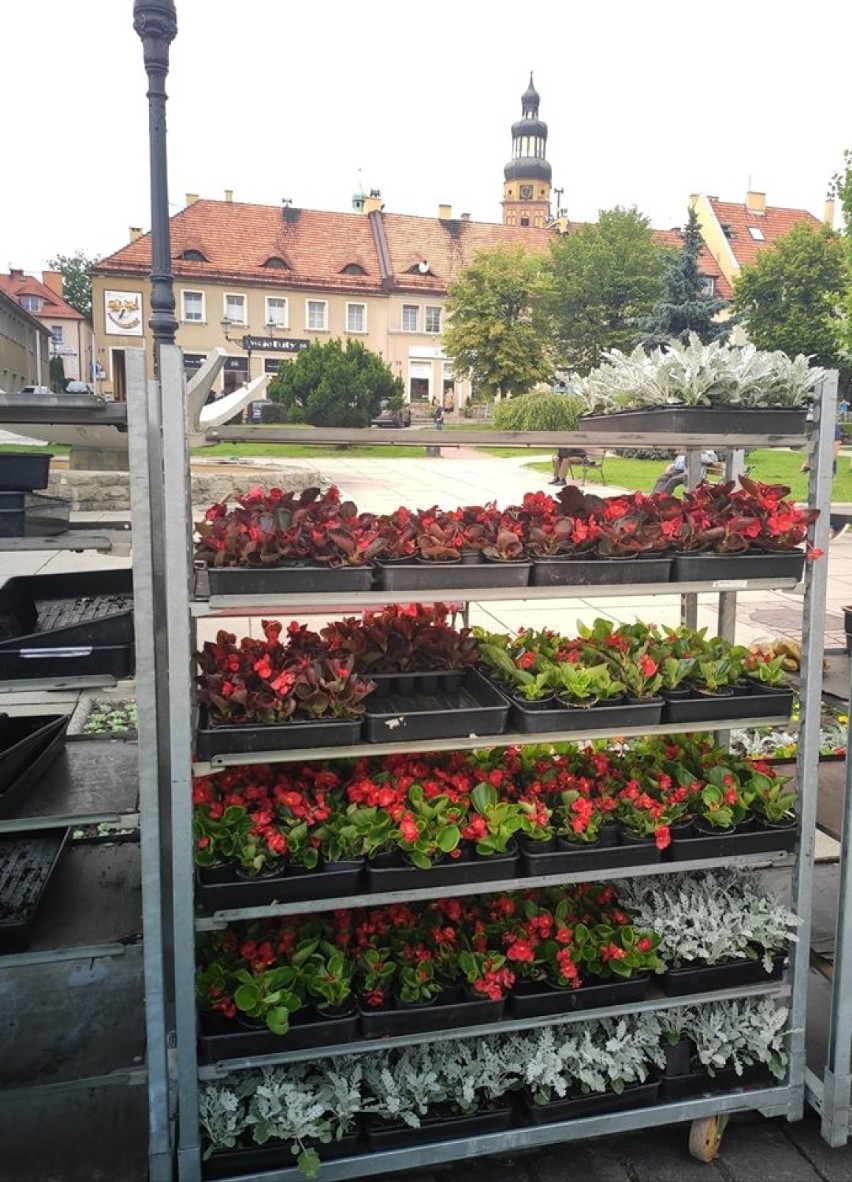 Służby Komunalne Miasta posadziły na rynku kolorowe kwiaty