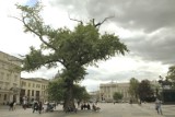 Lublin: Baobab w kiepskim stanie. Może zastąpić go lipa