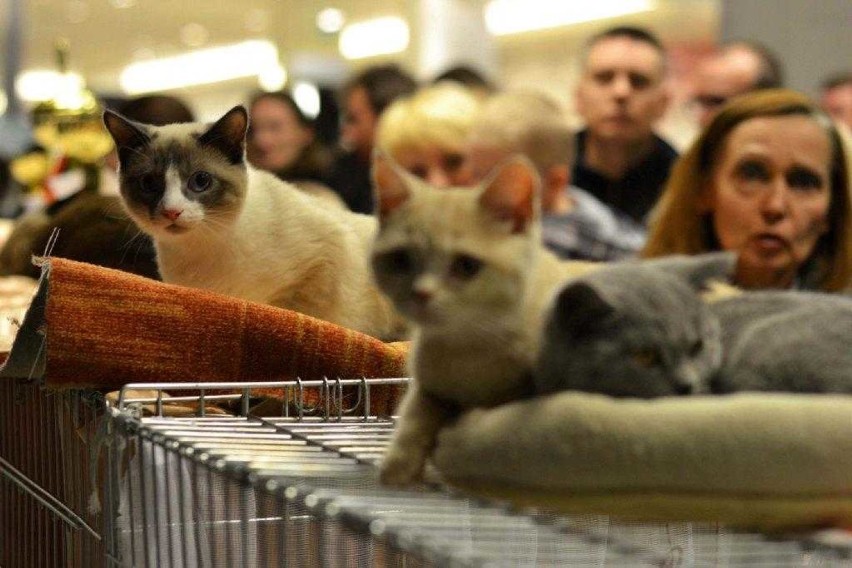 Najpiękniejsze koty świata zobaczysz w Galerii Jurajskiej w Częstochowie ZDJĘCIA