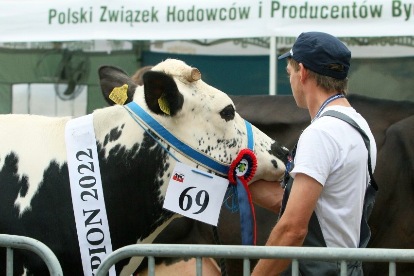 Powiat zamojski. Tłumy na Wystawie Zwierząt Hodowlanych, Maszyn i Urządzeń Rolniczych w Sitnie. Zobacz fotorelację