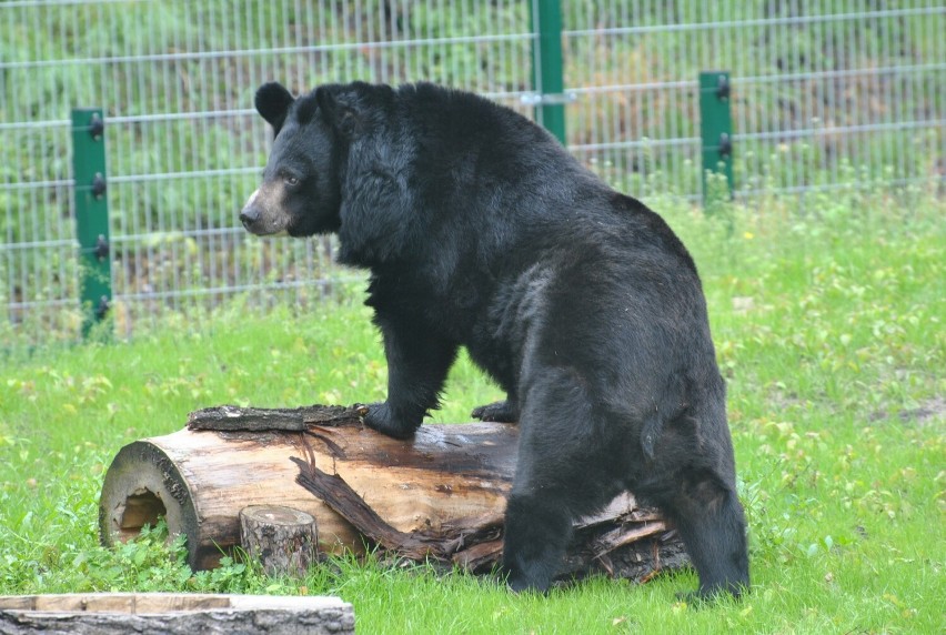 Niedźwiedzica Wolta swoje 39. urodziny świętowała 6...