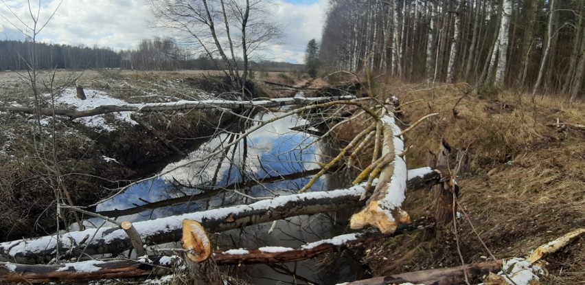 Gmina Sławno - okolica Pomiłowa