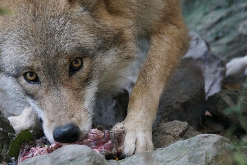 Sprawa wilków znana jest Regionalnej Dyrekcji Ochrony...