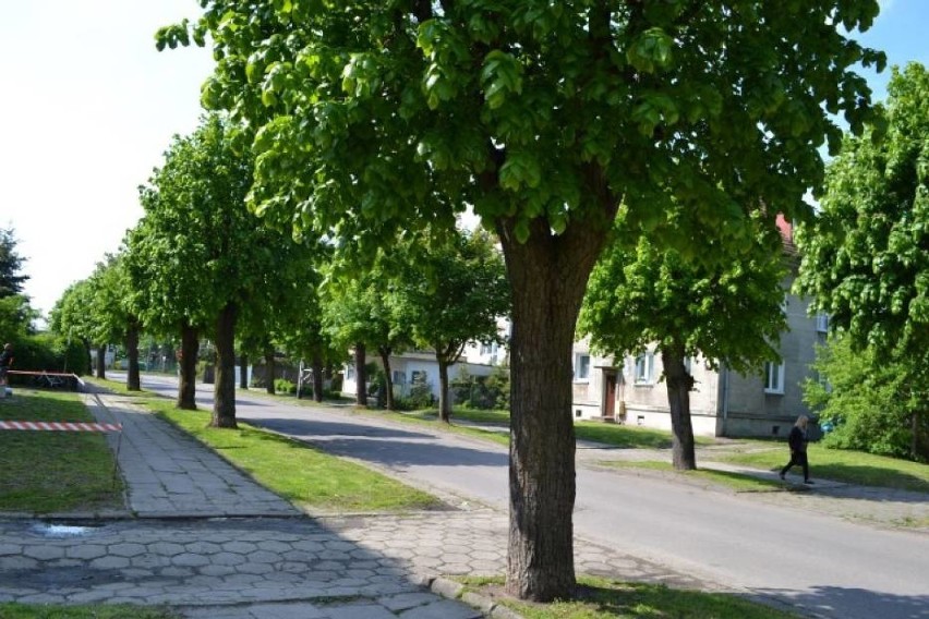 Nowy Dwór Gd. Aleje drzew przy ul. Dąbrowskiego i Dworcowej uzupełnione