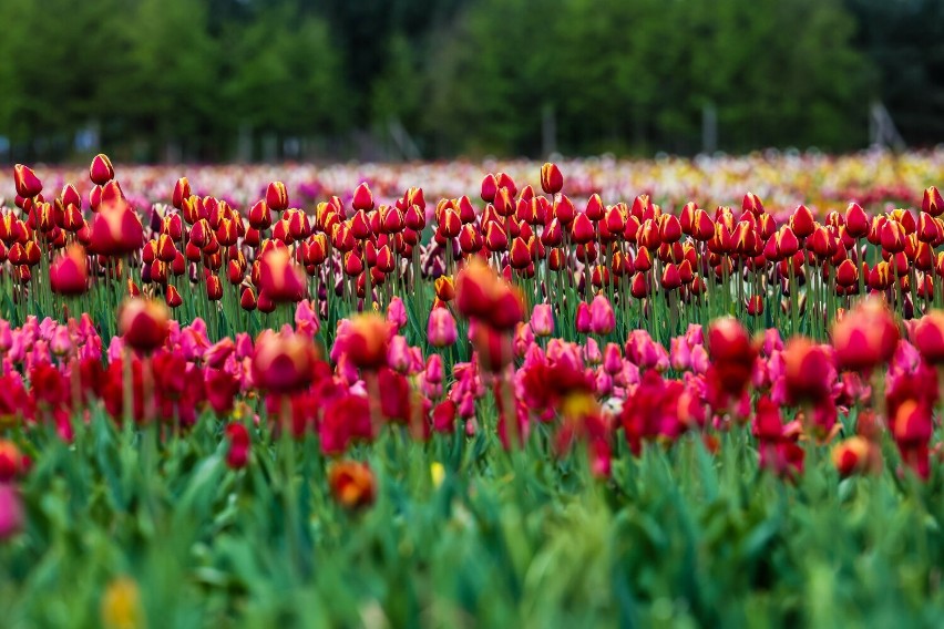 10-hektarową plantację tulipanów w Chrzypsku Wielkim...
