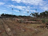 Zakaz wstępu do lasu w trzech leśnictwach w Puszczy Noteckiej