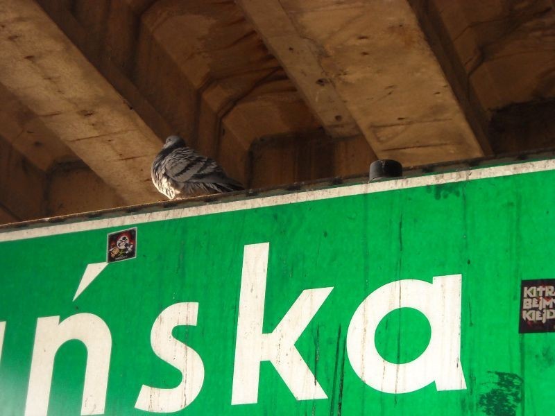 Gołębie na przystanku na Słowiańskiej