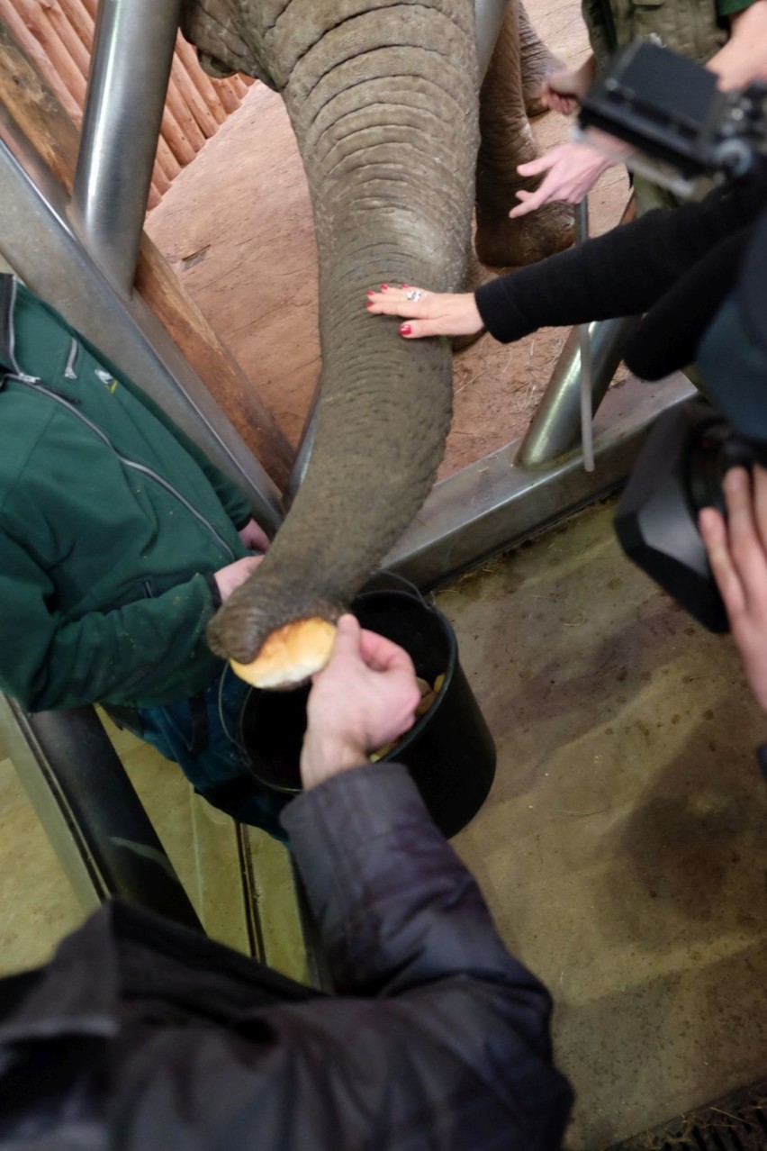 Zoo Poznań: Jak nakarmić słonia? Sprawdziliśmy to! [ZDJĘCIA]