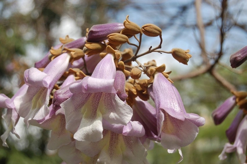 Kwiaty paulowni mają dzwonkowaty kształt i przyjemny zapach.