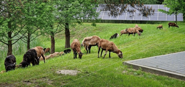 W Raciborskim Centrum Recyklingu wykorzystują owce i barany do koszenia trawy. Zwierzęta zostaną w mieście do jesieni, potem wrócą w Beskidy