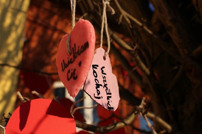 Walentynkowe drzewo przy Poczekalni Kultury w Darłowie. Serca z wyznaniem miłości [ZDJĘCIA]