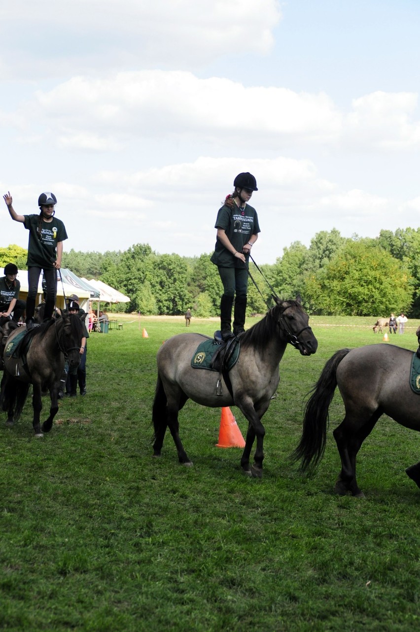 Sieraków - Tarpaniada 2013