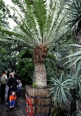 Jesień w Poznańskiej Palmiarni: Baobab zaczyna gubić liście