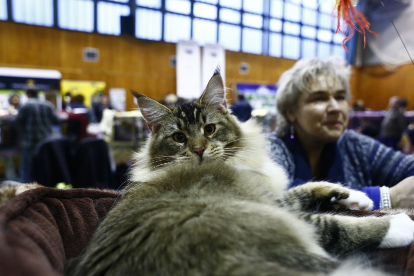 Koci arystokraci. Międzynarodowa wystawa kotów to raj dla miłośników mruczków! [ZDJĘCIA]