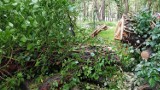 Pochylone drzewa w Helu - ul. Sosnowa. Oto skutki wakacyjnych nawałnic | ZDJĘCIA
