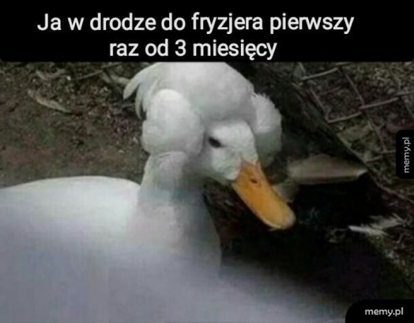 Fryzjer potrzebny od zaraz? Zobacz memy, które już od roku...