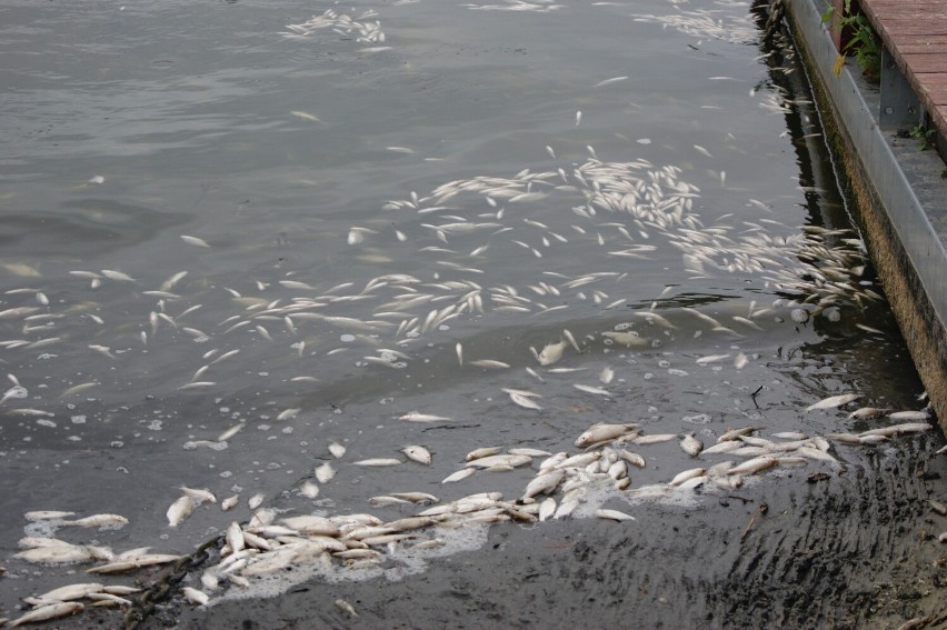 Kolejny raz martwe ryby wypłynęły z Jeziora Średzkiego, tym razem mówimy o TONACH. Co się dzieje?