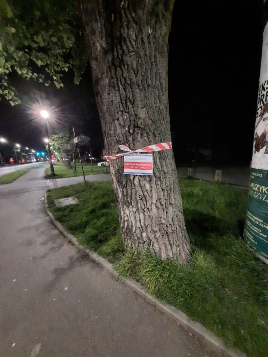 Kraków. Akcja protestacyjna mieszkańców przeciwko wielkiej wycince drzew pod budowę linii tramwajowej do Mistrzejowic
