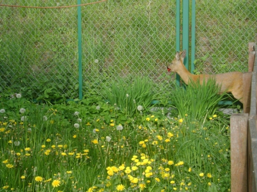 Strażnicy Miejscy z Elbląga uratowali jelonka