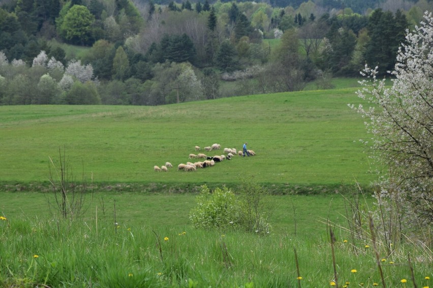 Bieszczady poza utartymi szlakami zachwycają przyrodą, widokami i dają oddech od miasta [ZDJĘCIA]