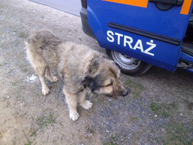 Pies znaleziony przy ul. Pustachowskiej został opatrzony i przewieziony do schroniska. Nie przeżył nocy.