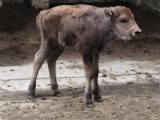 Warszawskie ZOO ma nową podopieczną. Uroczy malec ma na imię Pogralka 