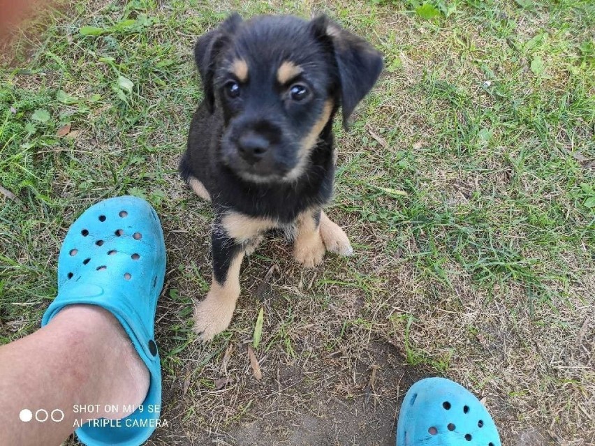 Te psy adoptowaliście ze schroniska! Zobaczcie jakie są szczęśliwe! Mamy zdjęcia