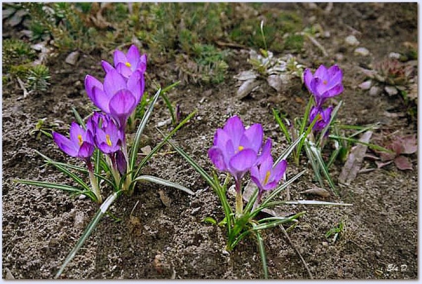Pierwsze wiosenne kwiaty czyli wiosna w Opolu