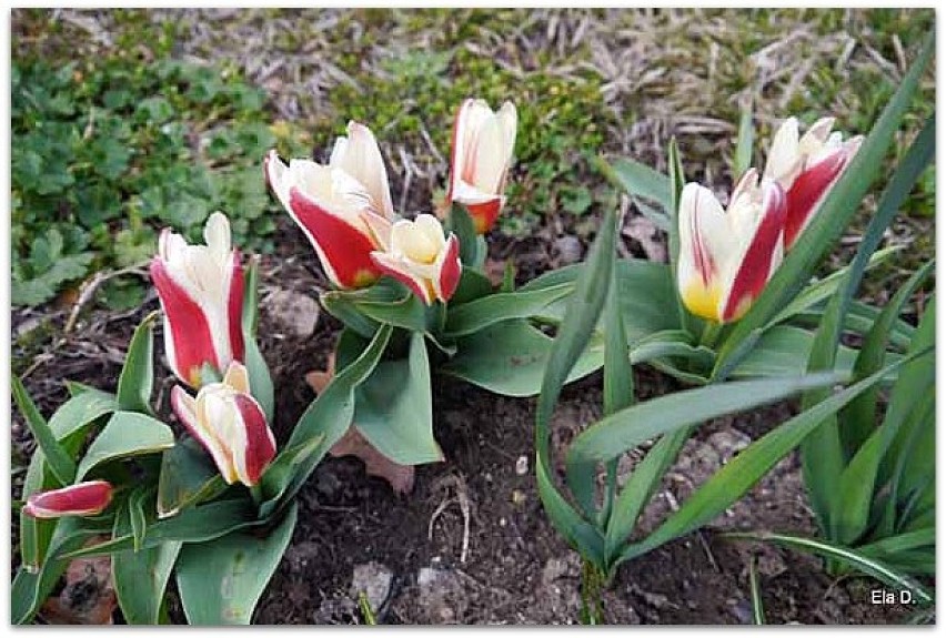 Pierwsze wiosenne kwiaty czyli wiosna w Opolu