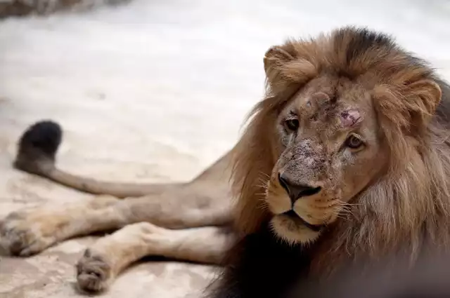 Międzynarodowe otwarcie lwiarni w Zoo w Gdańsku Oliwie