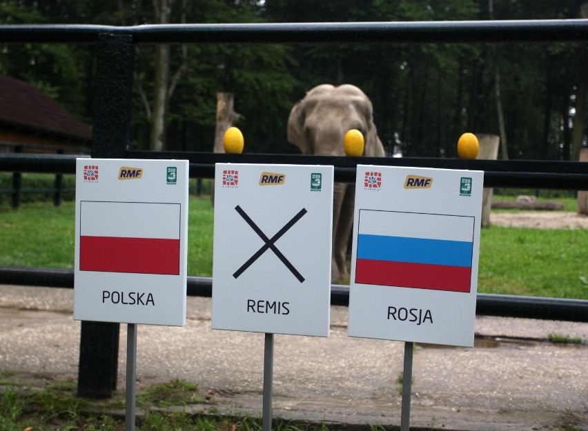 Euro 2012: słonica Citta wskazała zwycięzcę spotkania Polska-Rosja