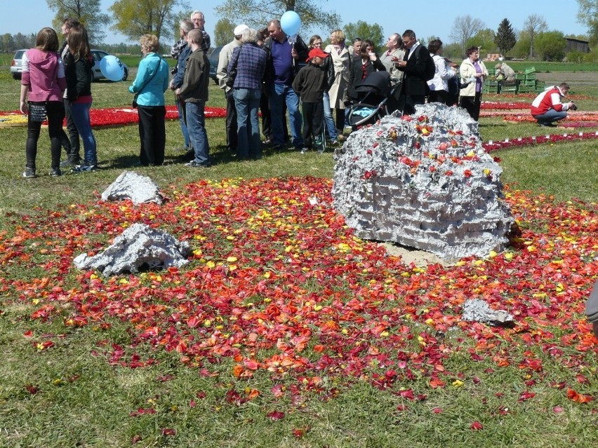 Mokry Dwór, gm. Pruszcz Gdański: Żuławski Tulipan 2011