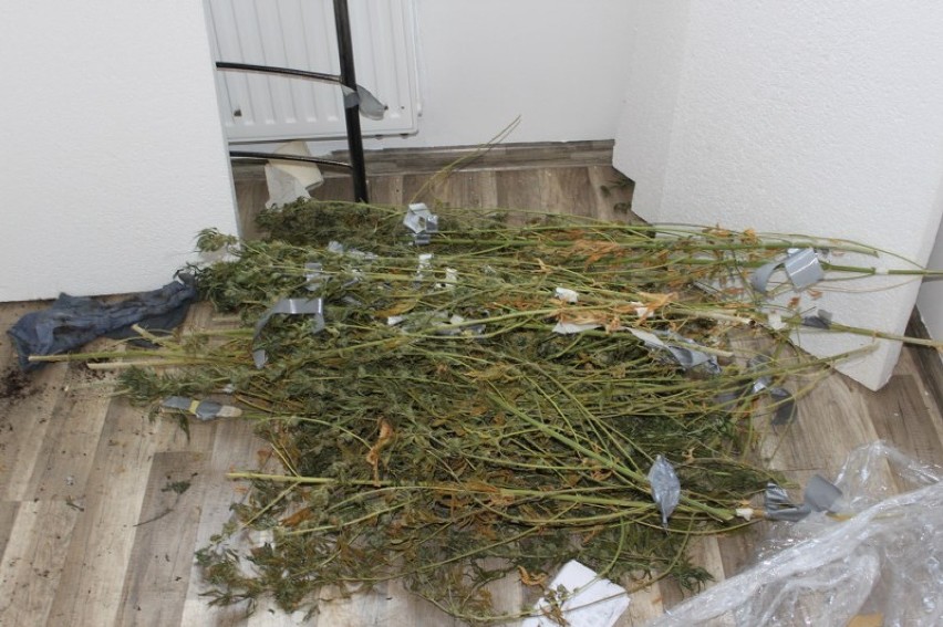 Policjanci zlikwidowali plantacje marihuany na Warszewie. W...