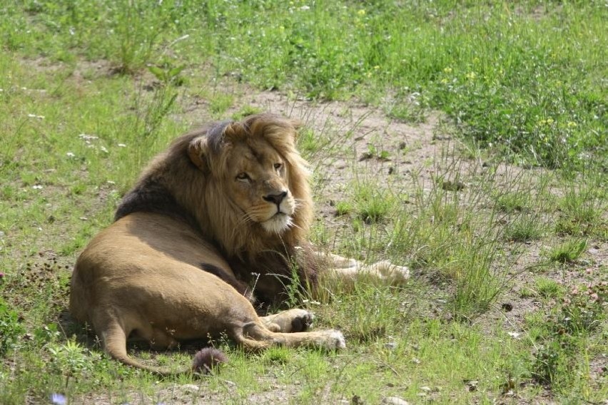 Mały lew MOCO nowym mieszkańcem gdańskiego zoo [WIDEO, ZDJĘCIA] 