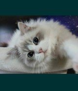 Najsłodsze kociaki nadesłane przez Czytelników z powiatu tucholskiego z okazji Dnia Kota