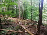 W Lasach Oliwskich można natknąć się na ślady samowolnego rąbania drzew. "W zależności od skali, stanowi to wykroczenie lub przestępstwo" 