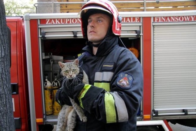 Strażacy często są wybawcami kotów