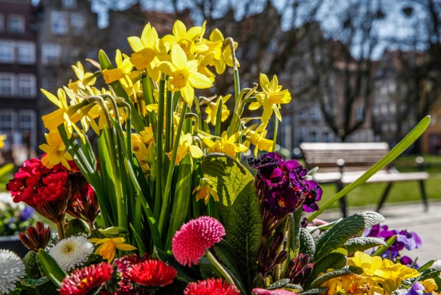 W Gdańsku zakwitły trawniki, miejskie klomby i kwiaty w doniczkach w przestrzeni miejskiej.
