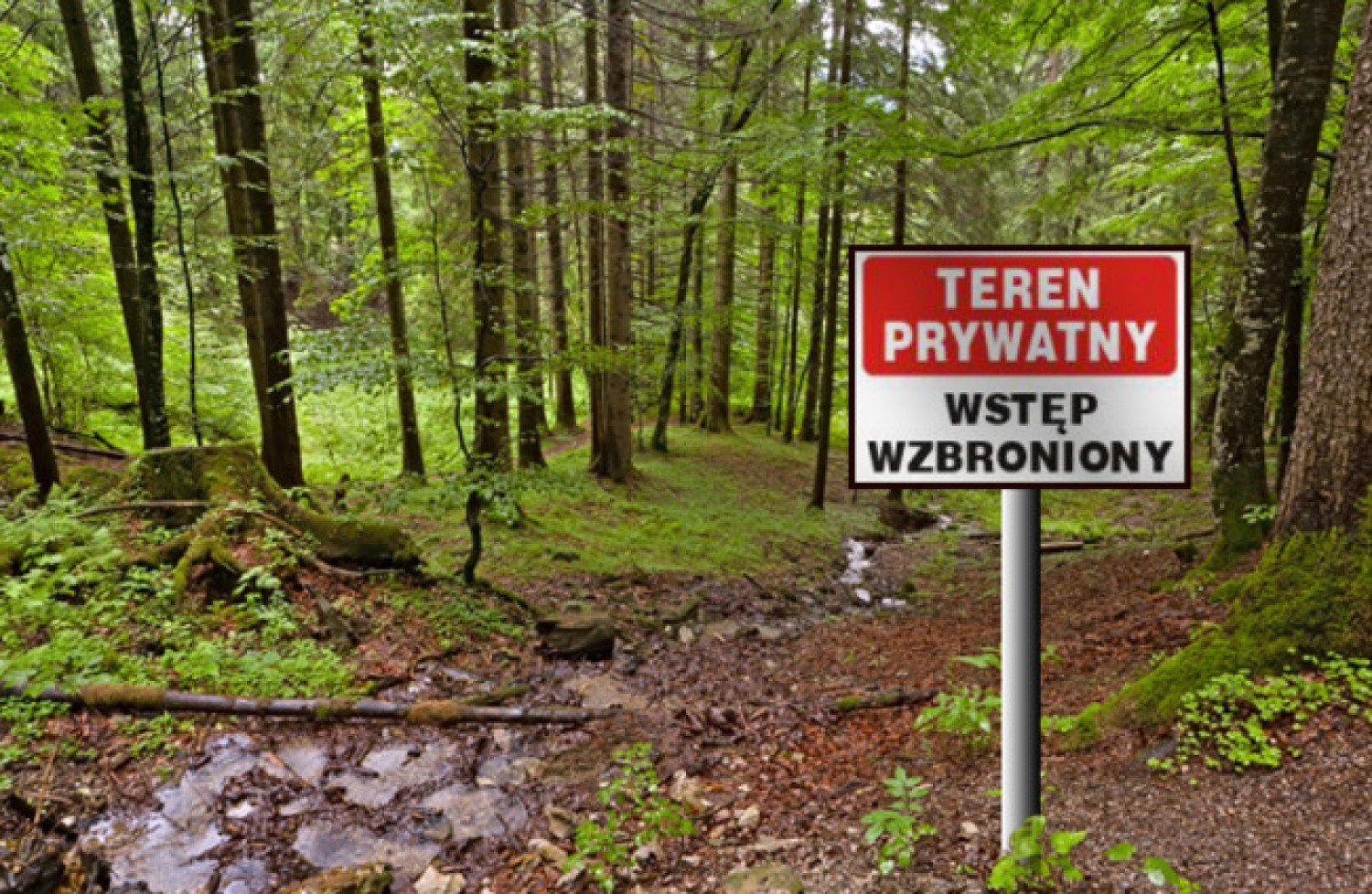 Czy las prywatny jest dla wszystkich? Mimo zakazu wszyscy wchodzą! |  Warszawa Nasze Miasto