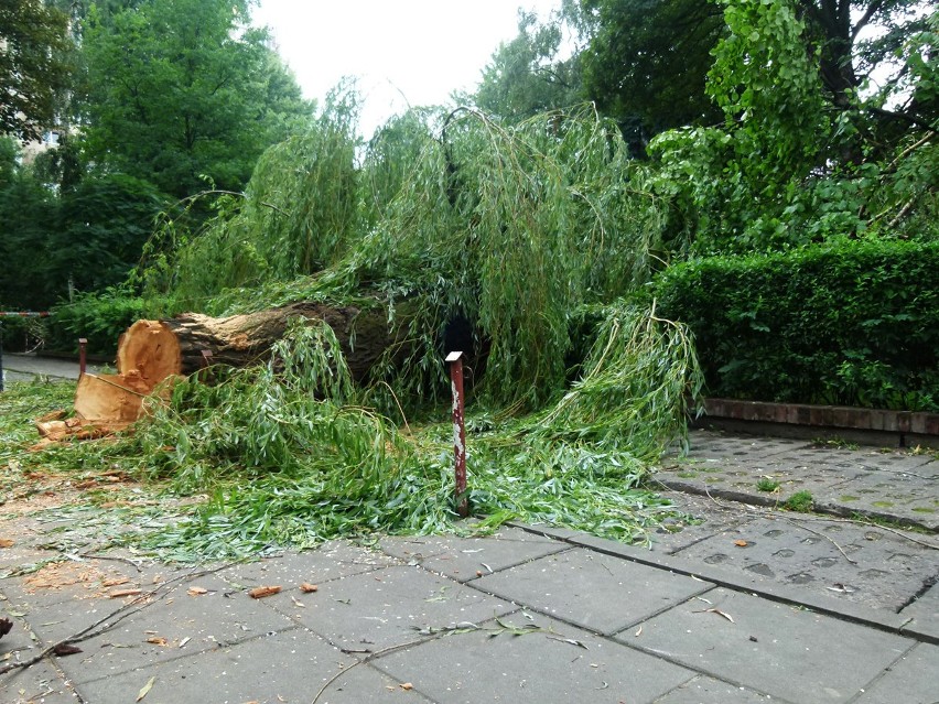 Połamane drzewa na skwerku przy Piotrkowskiej