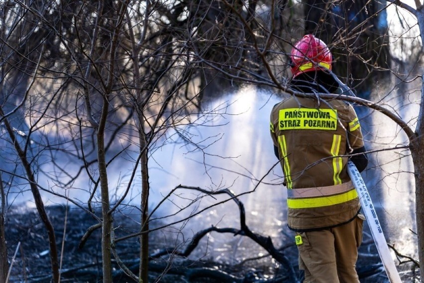 Pożar lasu w okolicach Przyborowic (gmina Gubin).