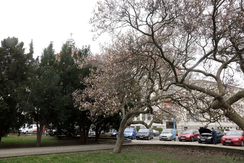 Kwitną magnolie w Legnicy, największe rosną na skwerze Orląt Lwowskich, zdjęcia