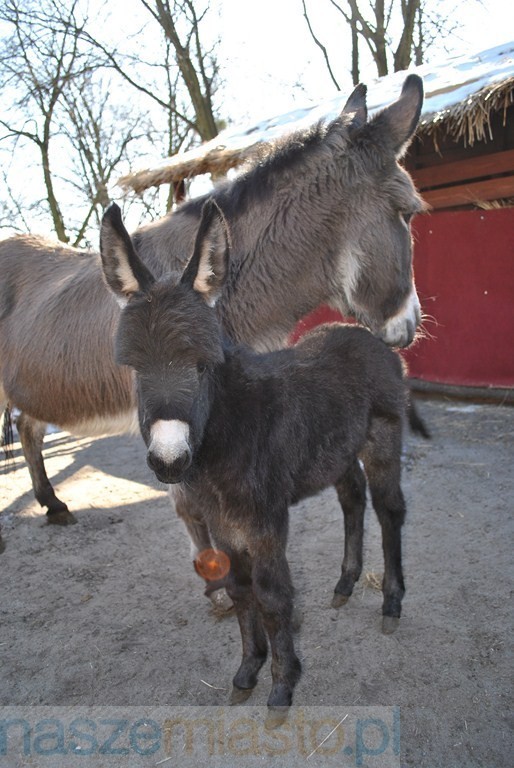 Majówka 2011. Zapraszamy do ZOO w Toruniu