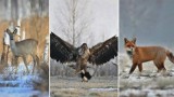 Poleski Park Narodowy w woj. lubelskim. Zobacz malownicze zdjęcia przyrody w zimowej aurze
