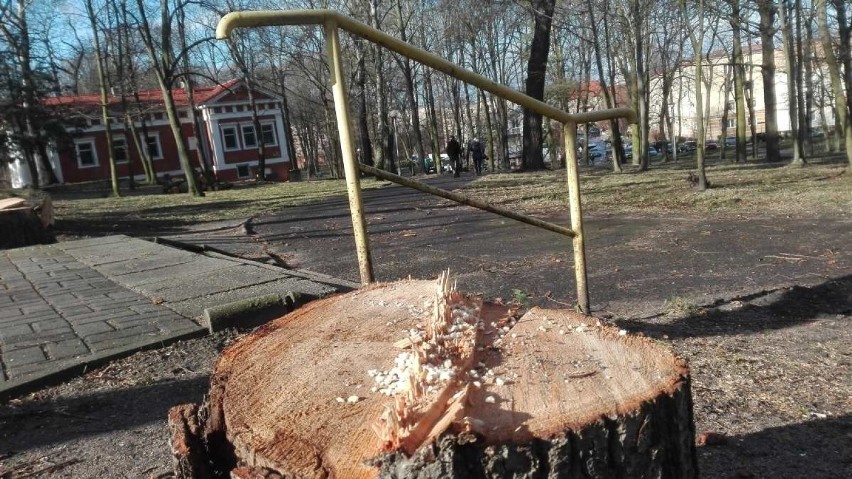 Wycinka drzew w parku Tysiąclecia trwa już od kilku dni....